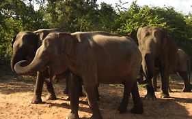 Yala Rich Lodge